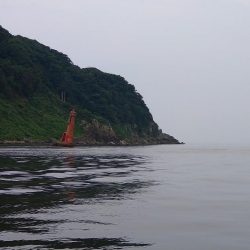 アジングでアコウ